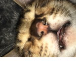 meows 4 life