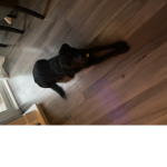 Scottschickennuggets