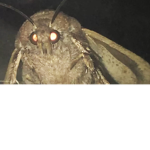 Moth comrades