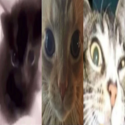 (FNB) Funny Cat Icons