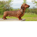 Milo the king