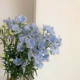 ✧