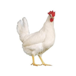 Fat Chicken Studios