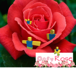 Oofy Rose