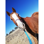 Horse club people
