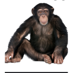 The Monkeyyy ganggg