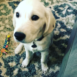 Pop cuter is a some