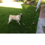Pug camp