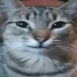 ( ≖‿ ≖ )