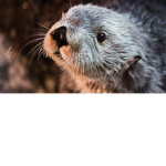 otter group.(please don't hate on this group)