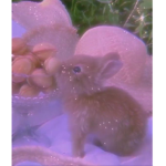 leahs bunnies