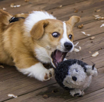 The Corgi Crew Clan