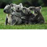 Koala_Boy1093's Koala Fan Group!!