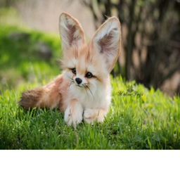 Foxs Place