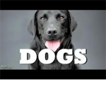 TOTAL DOG LOVERS :D