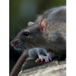 Rat raider