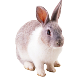 Rabbit Group's Robio