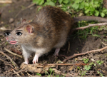 Carl’s fat rat adventures (fat rat)