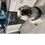 The puppys are fun