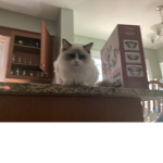 Pop cat Game