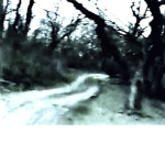 - lmmortality -