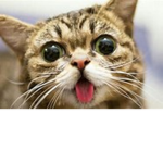 Crazy! Cats!