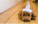 Party animalsss