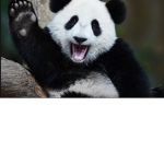 Panda life;D