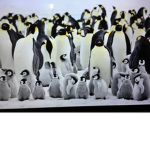 Penguins❄️