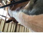 Horses for Equestrians