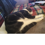 Kitty Ruby