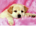 DOgs JoiN