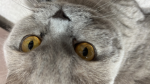Catto army!