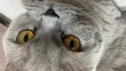 Catto army! Roblox group icon