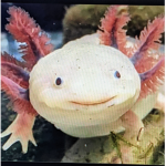 Cute Axolotl fan group :D