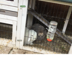 CHICK BUNNIES
