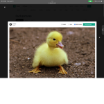 Billy’s the duck uv mass destruction