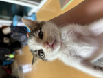 럭키비키