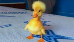 Quackers The Duck