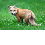 internet foxes