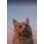 Kitten_squad_.