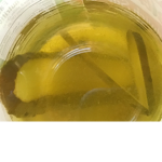 PICKLES UNITED!!!!