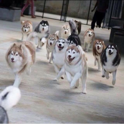 Husky hangout