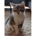 Team cat (France)
