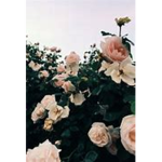 *- _ Lazy Roses _-*