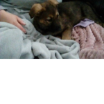 Cool dog is here