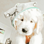 Justacutedogdhdhdhhde