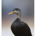 [Duckies United]