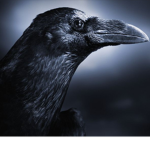 Crows Of Camelot