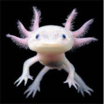 love axolotl‘s